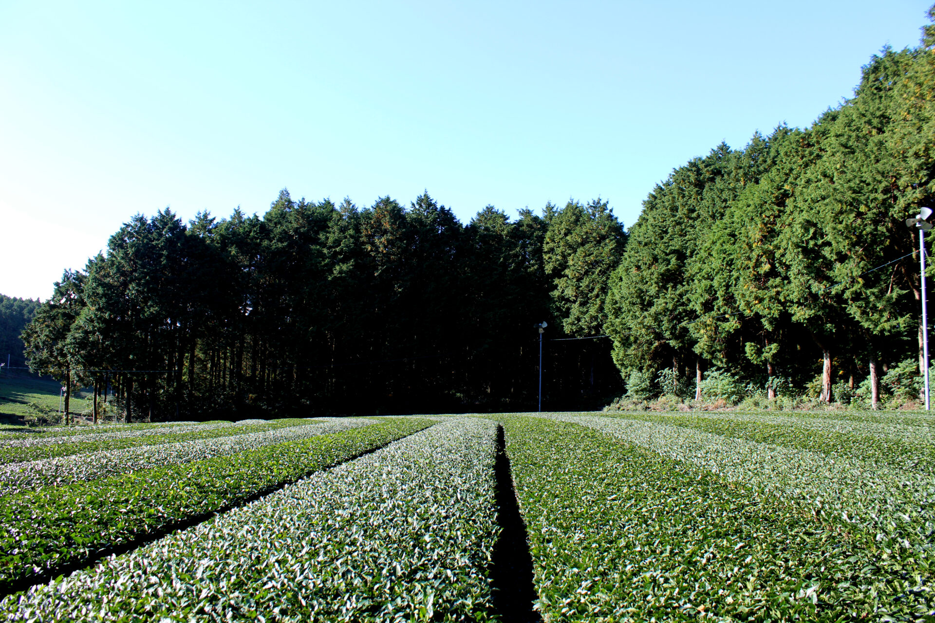 佐賀県・嬉野